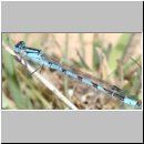 Enallagma cyathigerum - Gemeine Becherjungfer m03.jpg